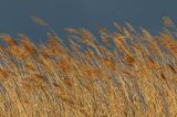 Trzcinowisko, trzcina pospolita, Phragmites australis