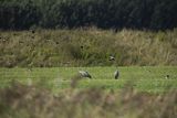 Czajka, Vanellus vanellus i żurawie, Grus grus