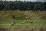 Czajka, Vanellus vanellus i żurawie, Grus grus