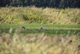 Czajka, Vanellus vanellus i żurawie, Grus grus