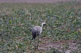 żuraw Grus grus