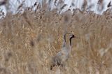 żuraw Grus grus, trzcina pospolita, Phragmites communes