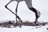 żuraw Grus grus na śniegu