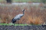 żuraw, Grus grus, Podlasie