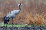 żuraw, Grus grus, Podlasie