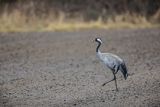 Żuraw zwyczajny, żuraw, żuraw popielaty, żuraw szary, Grus grus