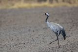 Żuraw zwyczajny, żuraw, żuraw popielaty, żuraw szary, Grus grus