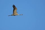 Żuraw zwyczajny, żuraw, żuraw popielaty, żuraw szary, Grus grus