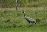 Żuraw zwyczajny, żuraw, żuraw popielaty, żuraw szary, Grus grus