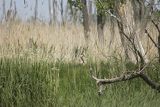 Żuraw zwyczajny, żuraw, żuraw popielaty, żuraw szary, Grus grus