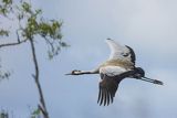 Żuraw zwyczajny, żuraw, żuraw popielaty, żuraw szary, Grus grus