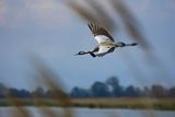 Żuraw zwyczajny, żuraw, żuraw popielaty, żuraw szary, Grus grus