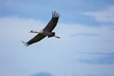 Żuraw zwyczajny, żuraw, żuraw popielaty, żuraw szary, Grus grus