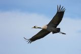 Żuraw zwyczajny, żuraw, żuraw popielaty, żuraw szary, Grus grus