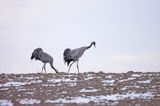 żurawie Grus grus