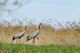 Żuraw zwyczajny, żuraw, żuraw popielaty, żuraw szary, Grus grus, para