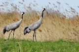 Żuraw zwyczajny, żuraw, żuraw popielaty, żuraw szary, Grus grus, para