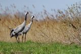 Żuraw zwyczajny, żuraw, żuraw popielaty, żuraw szary, Grus grus, para