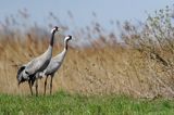 Żuraw zwyczajny, żuraw, żuraw popielaty, żuraw szary, Grus grus, para