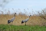 Żuraw zwyczajny, żuraw, żuraw popielaty, żuraw szary, Grus grus, para