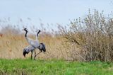 Żuraw zwyczajny, żuraw, żuraw popielaty, żuraw szary, Grus grus, para