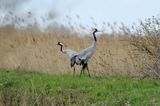 Żuraw zwyczajny, żuraw, żuraw popielaty, żuraw szary, Grus grus, para