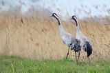 Żuraw zwyczajny, żuraw, żuraw popielaty, żuraw szary, Grus grus, para