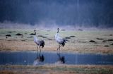 żurawie na Bagnach Biebrzańskich, Grus grus