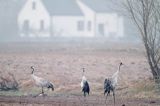 żurawie w porannej mgle koło wsi Laskowiec, Podlasie