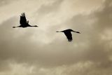 Żuraw zwyczajny, żuraw, żuraw popielaty, żuraw szary, Grus grus