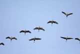 Żuraw zwyczajny, żuraw, żuraw popielaty, żuraw szary, Grus grus