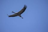 Żuraw zwyczajny, żuraw, żuraw popielaty, żuraw szary, Grus grus