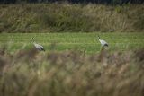 Żurawie, Grus grus