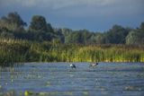 Żurawie, Grus grus