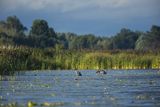 Żurawie, Grus grus