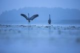 Żurawie, Grus grus