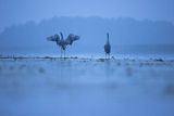 Żurawie, Grus grus