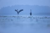 Żurawie, Grus grus