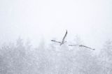 Żuraw zwyczajny, żuraw, żuraw popielaty, żuraw szary, Grus grus w śnieżycy