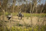 Żuraw zwyczajny, żuraw, żuraw popielaty, żuraw szary, Grus grus, zaloty