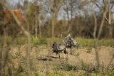 Żuraw zwyczajny, żuraw, żuraw popielaty, żuraw szary, Grus grus, zaloty