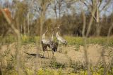 Żuraw zwyczajny, żuraw, żuraw popielaty, żuraw szary, Grus grus, zaloty