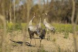 Żuraw zwyczajny, żuraw, żuraw popielaty, żuraw szary, Grus grus, zaloty