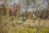 Żuraw zwyczajny, żuraw, żuraw popielaty, żuraw szary, Grus grus, zaloty