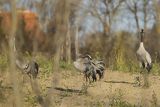 Żuraw zwyczajny, żuraw, żuraw popielaty, żuraw szary, Grus grus, zaloty