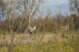 Żuraw zwyczajny, żuraw, żuraw popielaty, żuraw szary, Grus grus, zaloty