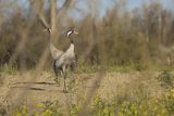 Żuraw zwyczajny, żuraw, żuraw popielaty, żuraw szary, Grus grus, zaloty