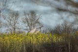 Żuraw zwyczajny, żuraw, żuraw popielaty, żuraw szary, Grus grus, zaloty