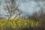 Żuraw zwyczajny, żuraw, żuraw popielaty, żuraw szary, Grus grus, zaloty