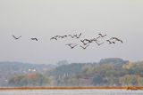 Żuraw zwyczajny, żuraw, żuraw popielaty, żuraw szary, Grus grus, w porannej mgle nad Wisłą